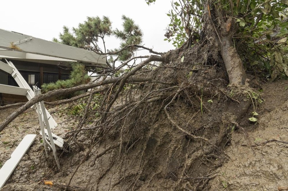 Roots of trees are revealed as mudflow forced its way down a hill into a home early Monday morning in the Baldwin Hills area of Los Angeles, on Tuesday, Feb. 6, 2024. One of the wettest storms in Southern California history unleashed more than 300 mudslides in the Los Angeles area after dumping more than half of the city's seasonal rainfall in just two days, and officials warned Tuesday that the threat hadn't passed yet. (AP Photo/Damian Dovarganes)