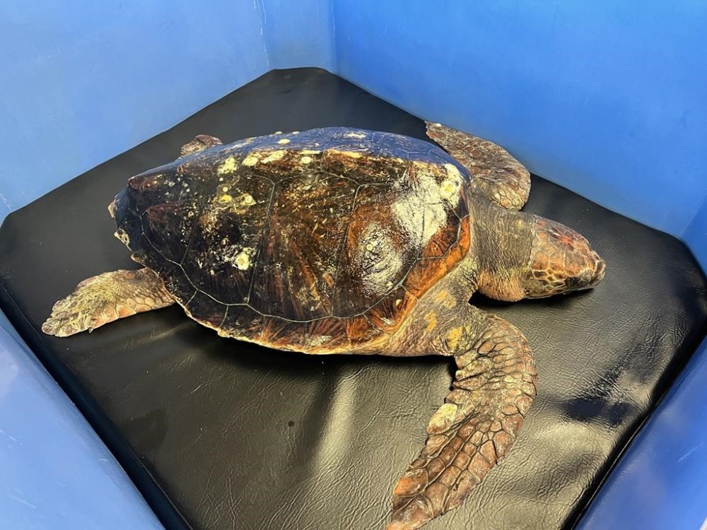 A loggerhead sea turtle rarely seen in British Columbia waters has been rescued after being found suffering from hypothermia near Victoria. The Vancouver Aquarium Marine Mammal Rescue Society says the turtle nicknamed Moira was rescued near Victoria on Feb. 4, 2024, and was hypothermic at the time of admission to the aquarium's care. THE CANADIAN PRESS/HO-The Vancouver Aquarium