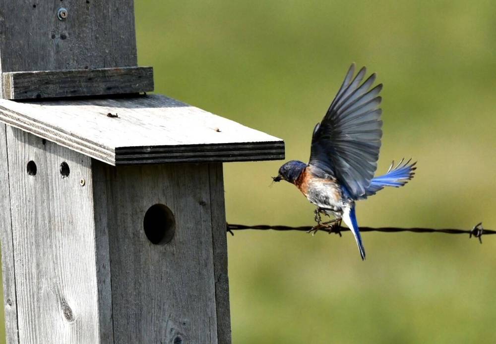 An eastern bluebird flies back to its nest box in southwestern Manitoba. (Courtesy Linda Boys).