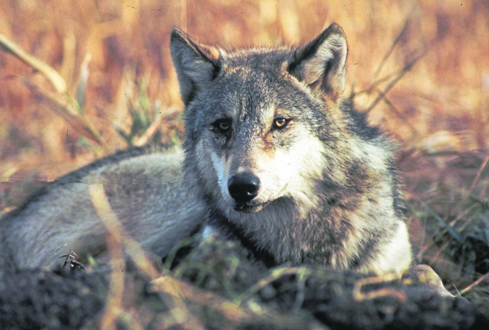 This undated file image provided by the U.S. Fish and Wildlife Service shows a grey wolf. In Manitoba, the call for an improved provincial system to deal with predators comes after what producers are calling a particularly bad year of predation from wolves. (File)