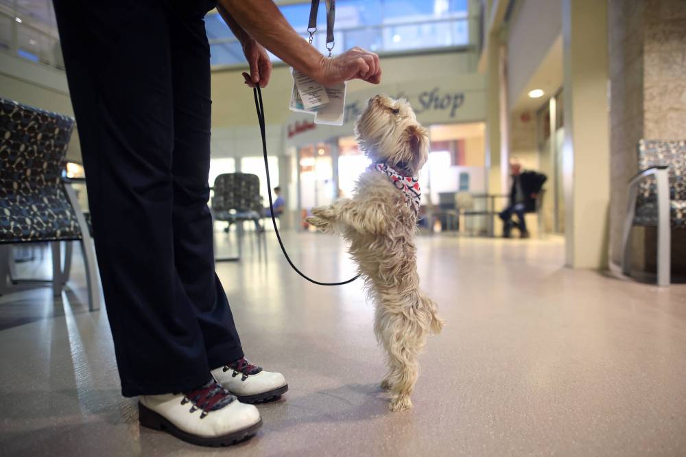 Ngaire Abernethy offers her dog Koki a treat while visting the hospital.