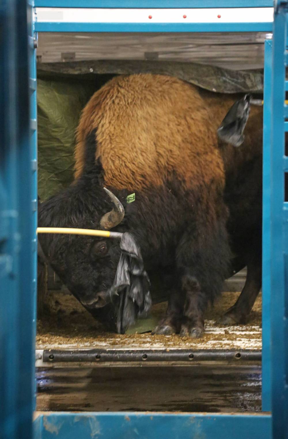 Workers attempt to coax a stubborn bison bull out of a trailer and into a portable bison corral at the Keystone Centre's Westoba Agricultural Centre of Excellence on Thursday afternoon, in preparation for the No Borders Show, Sale & Convention 2024, hosted by the Manitoba Bison Association and the Saskatchewan Bison Association, which starts today. (Matt Goerzen/The Brandon Sun)