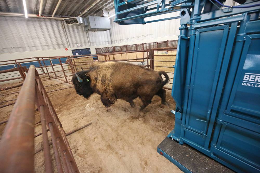 A bull bison is moved to a new pen within the Westoba Agriculture Centre of Excellence, in advance of the No Borders Show, Sale & Convention 2024 this weekend at the Keystone Centre.