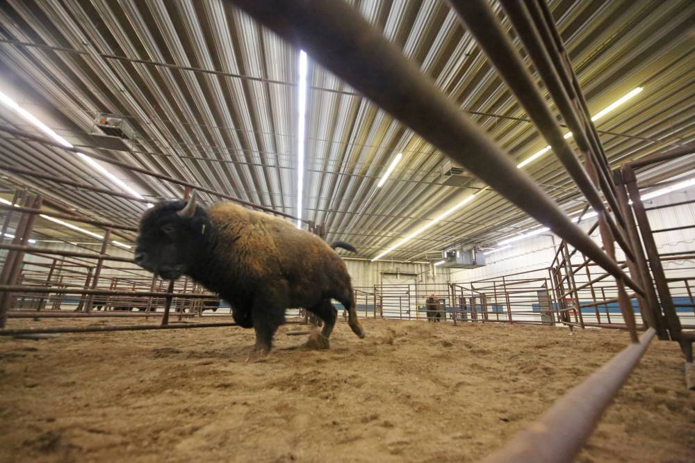 After being unloaded and weighed, a bison exits a portable corral into the Westoba Agriculture Centre of Excellence building. Workers and volunteers spent Thursday afternoon unloading dozens of animals for the show, hosted by the Manitoba Bison Association and the Saskatchewan Bison Association.