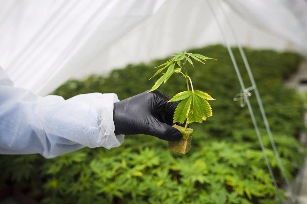 A group convened by the federal government to study the legislation that made cannabis legal is recommending the country review one of the industry's biggest gripes: excise taxes charged to pot producers. A young cannabis plant is shown in Fenwick, Ont., Tuesday, June 26, 2018. THE CANADIAN PRESS/Tijana Martin