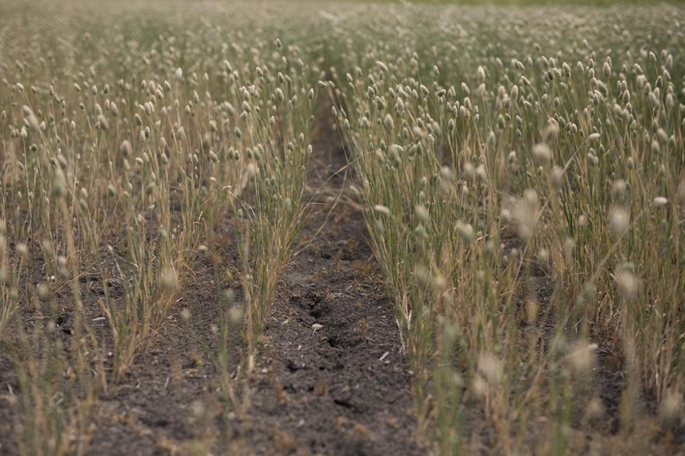 Canary seed is shown at a farm near Gray, Sask., on Thursday, July 29, 2021. To get an idea of the financial toll extreme weather is taking on this country's agriculture industry, look no further than the government of Saskatchewan's books. THE CANADIAN PRESS/Kayle Neis