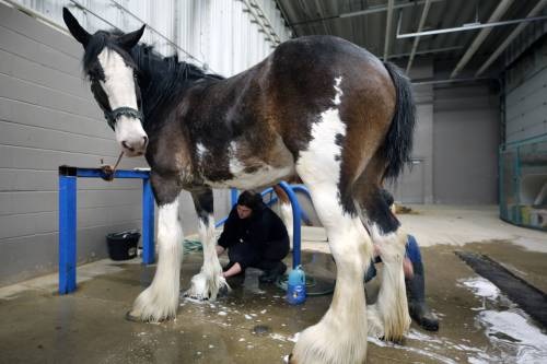 Getting ready for Royal Manitoba Winter Fair