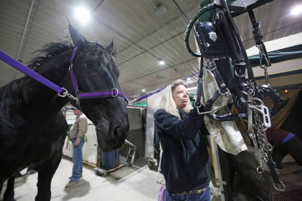 Pam Ferguson cleans up a harness while Bandit, a seven-year-old Percheron, waits patiently behind her between shows on Monday afternoon at the Royal Manitoba Winter Fair. (Matt Goerzen/The Brandon Sun)
