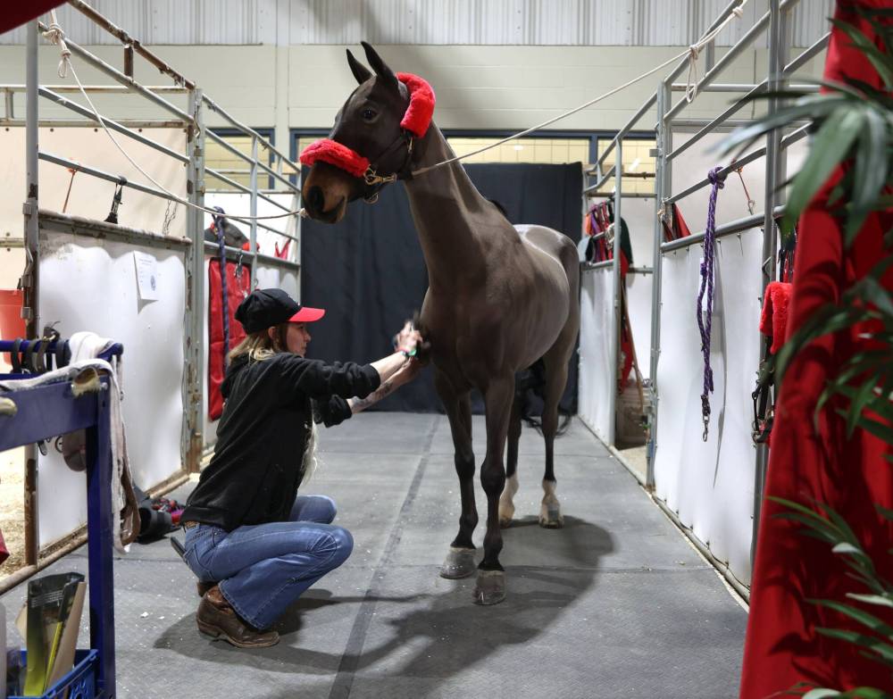 Brooke O'Neill brushes the five-year-old Hackney pony named Heartland Night Watch from Gilbert Farms in preparation of the evening's competition at the Royal Manitoba Winter Fair on Monday. (Matt Goerzen/The Brandon Sun)