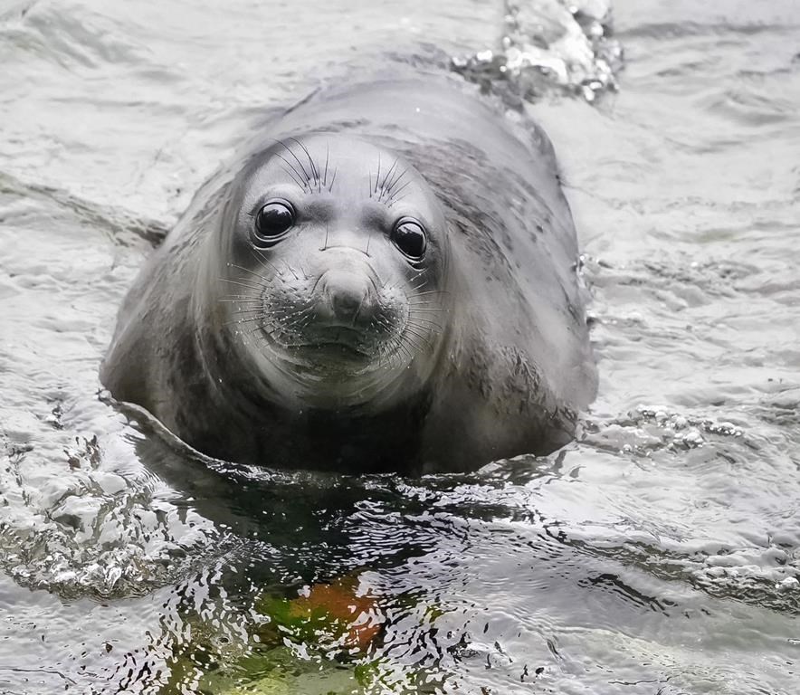 Emerson the elephant seal, who was around seven weeks old, learns how to swim at Deception Pass State Park in Washington State in a handout photo. THE CANADIAN PRESS/HO-Marlene Bocast **MANDATORY CREDIT**