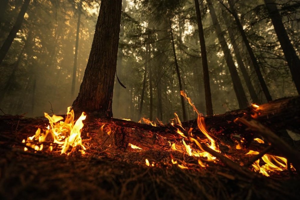 A hot spot from the Lower East Adams Lake wildfire burns in Scotch Creek, B.C., on August 20, 2023. THE CANADIAN PRESS/Darryl Dyck