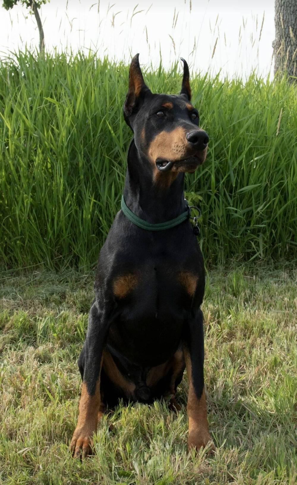 Tres (formally known as Tres Bien) was six years old when he died suddenly en route to Winnipeg after his owners were unable to have him looked at by an after-hours vet in Westman. (Submitted)