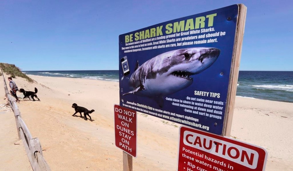 In this May, 22, 2019, photo, a woman walks with her dogs at Newcomb Hollow Beach in Wellfleet, Massachusetts. There's growing evidence that the number of great white sharks is on the rise along Canada's East Coast, where plans are in the works to post for the first time warning signs for beachgoers. THE CANADIAN PRESS/AP-Charles Krupa