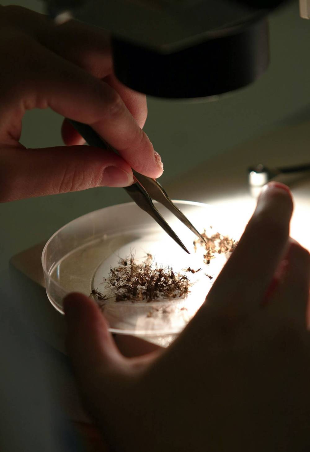 Winnipeg Insect Control Branch worker counts mosquitoes in petri dish. During mosquito season, traps are set up in Brandon every weekend and then sent to Winnipeg for counting. (File)