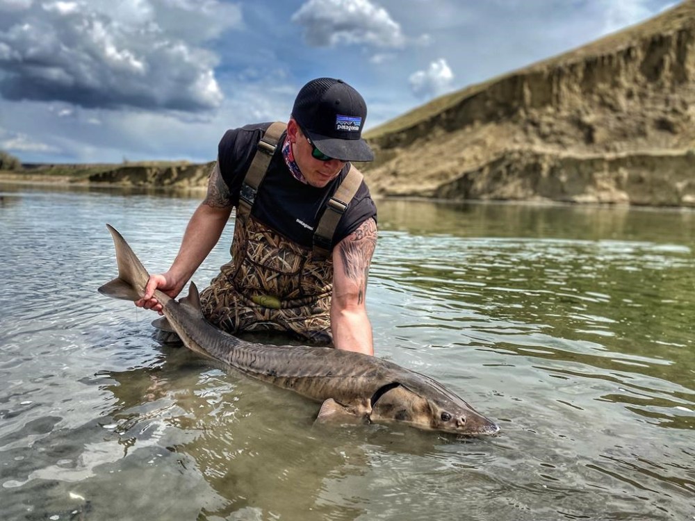 A fisherman holds a Lake Sturgeon caught in the South Saskatchewan in this undated photo. The unique fish species evolved 200 million years ago and has changed little since then, but a prominent biologist worries that pressures on Alberta's water resources could send the living fossil the way of the dinosaurs. THE CANADIAN PRESS/HO-Nature Alberta magazine-Chad Kastern
*MANDATORY CREDIT *