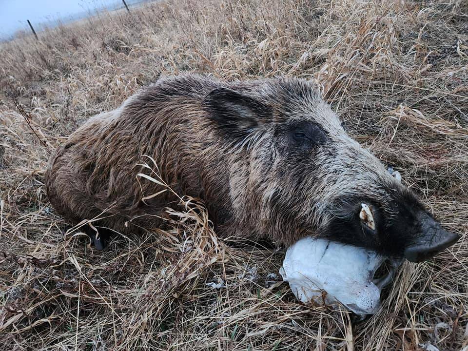 An invasive wild pig harvested by a hunter, with its head resting on a cattle skull. The CanSpotASF program announced Tuesday that it has expanded its diagnostic screening to include invasive wild pigs. (File)