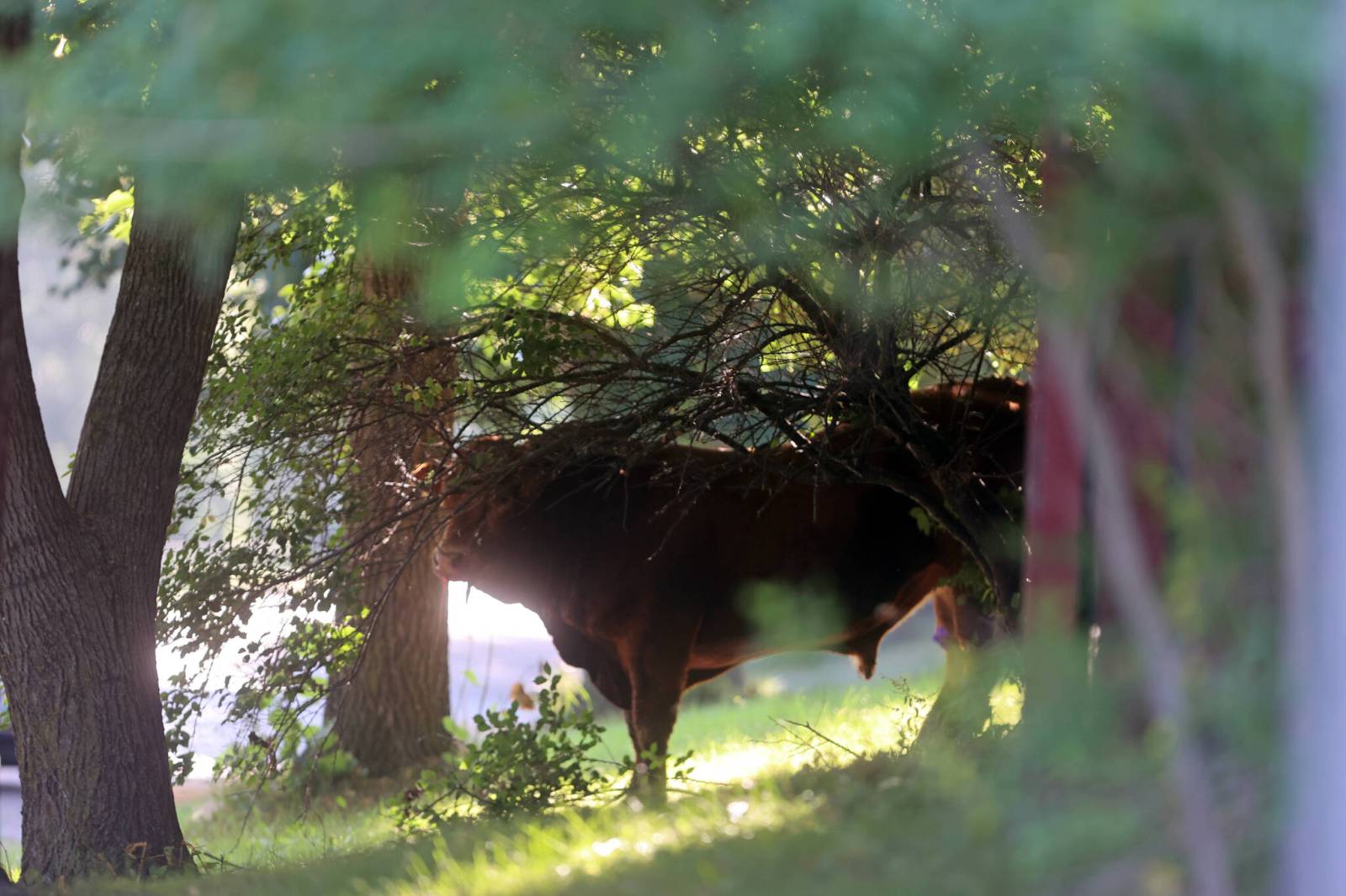 City bylaw officers put down escaped bull – Brandon Sun