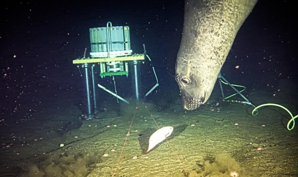 A northern elephant seal forages near an Ocean Networks Canada research instrument in the Barkley Canyon, 645 metres deep off the British Columbia coast as shown in this undated handout image provided by Ocean Networks Canada. THE CANADIAN PRESS/HO-Ocean Networks Canada
*MANDATORY CREDIT*
