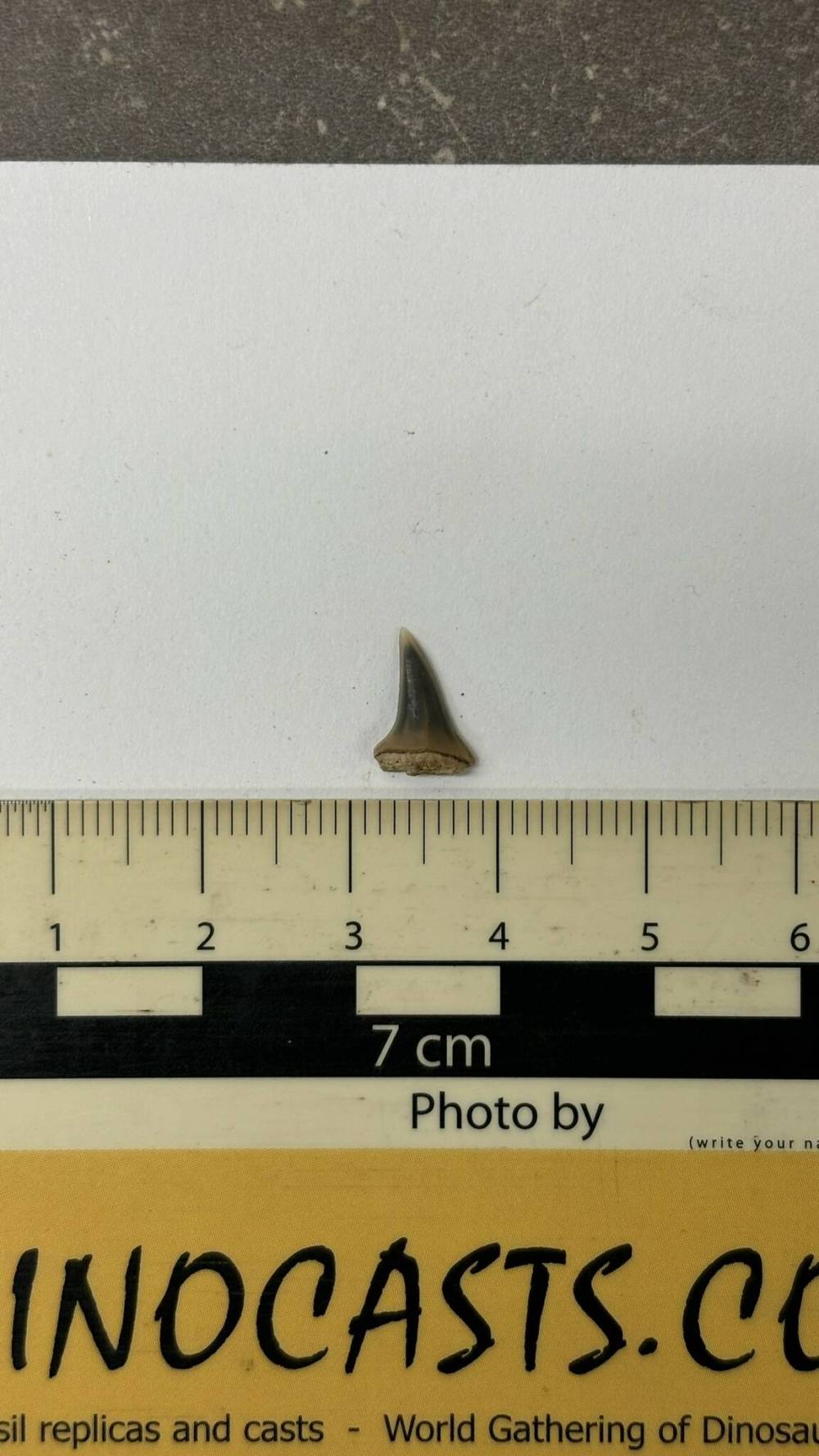 An 83-million-year-old shark tooth, discovered near Miami, Man., is the first of its kind found in province. (Submitted)
