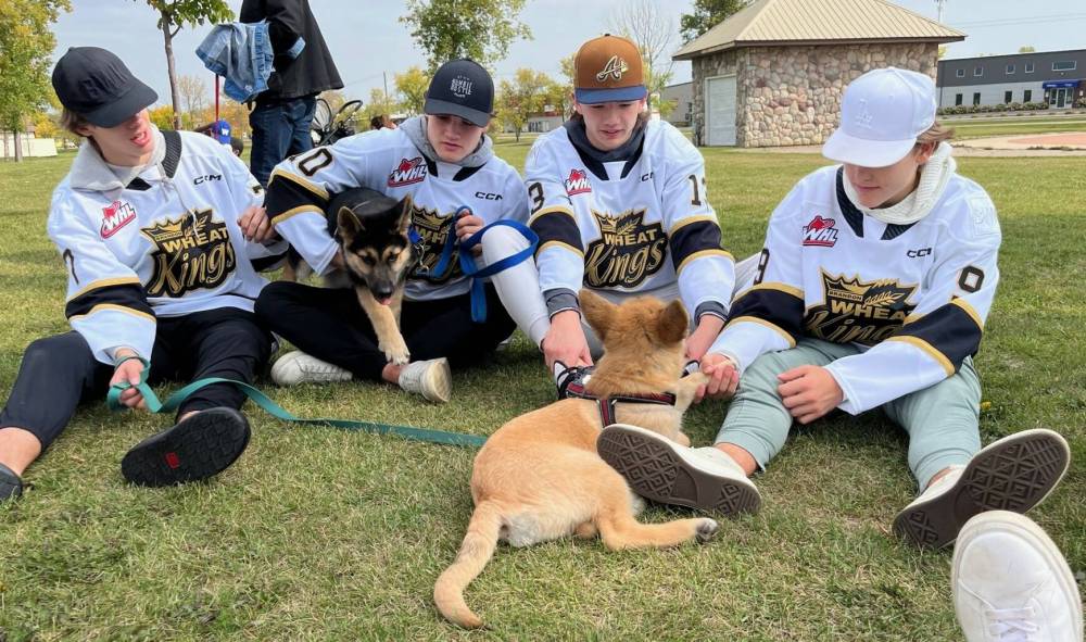 Brandon Wheat Kings players Charlie Elick, Caleb Hadland, Roger McQueen and Jaxon Jacobson get down on the ground to play with a pair of former Brandon Humane Society puppies, Fred and Barney, during last year’s Wag-A-Tail Walk-A-Thon at Kin Park. The 21st annual Wag-A-Tail Walk-A-Thon is scheduled for Sept. 8. (File)