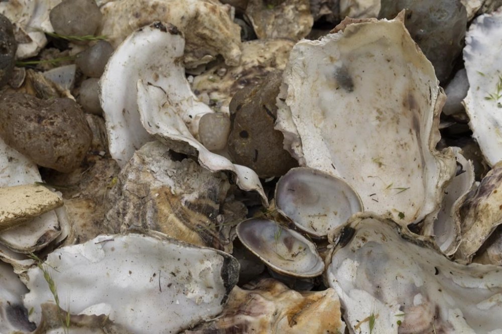 Oyster and clam shells are seen near a dock along Netarts Bay on Friday, June 14, 2024, in Tillamook, Ore. THE CANADIAN PRESS/AP-Jenny Kane