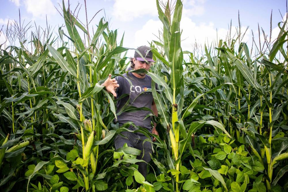 Joe Gardiner takes a shortcut through the corn from the maze to the Field of Dreams baseball diamond near Clearwater, Manitoba on Thursday. (Mikaela MacKenzie/Winnipeg Free Press)