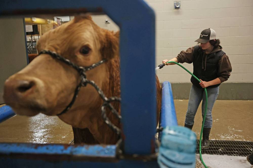 Sawyer Morrison with Wilcox Livestock washes and grooms one of their Simmental’s on Tuesday in preparation for Manitoba AG EX at the Keystone Centre, which kicks off today and ends Saturday. (Tim Smith/The Brandon Sun)