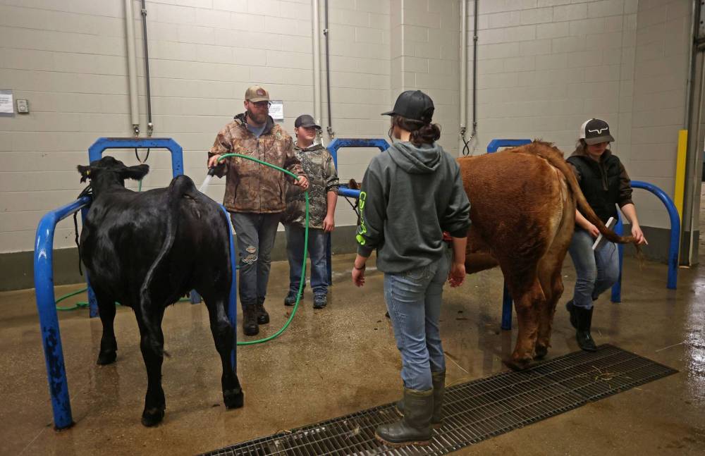 Anthony Wilcox, Damion Seymour, Emily Murray and Morrison with Wilcox Livestock wash and groom a pair of their Simmentals.