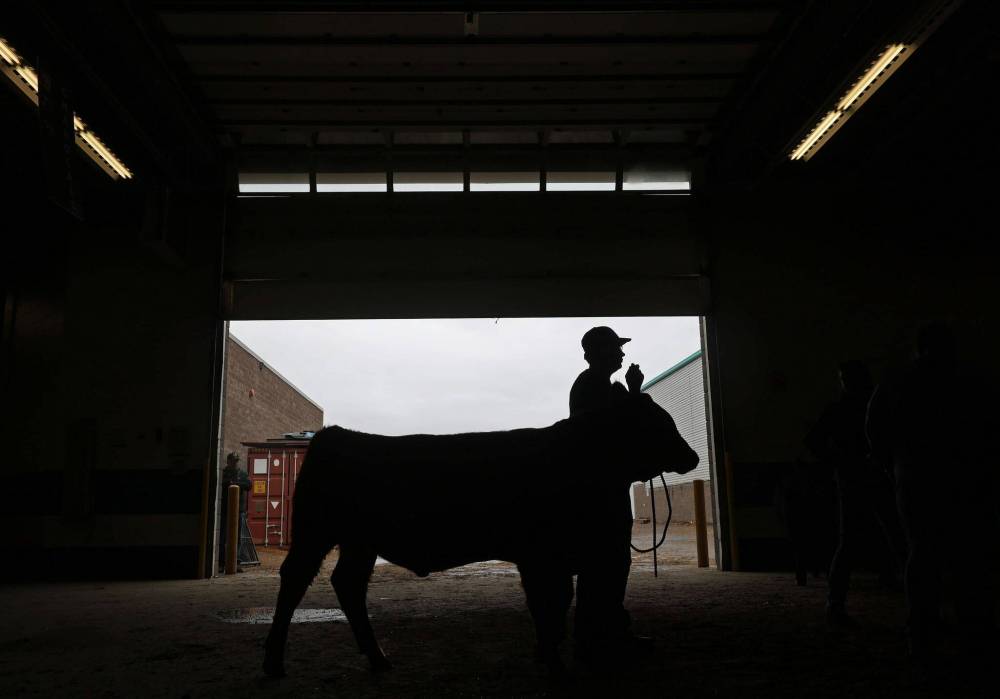 Cattle exhibitors set up at the Keystone Centre on Tuesday in preparation for Manitoba Ag Ex. (Tim Smith/The Brandon Sun)