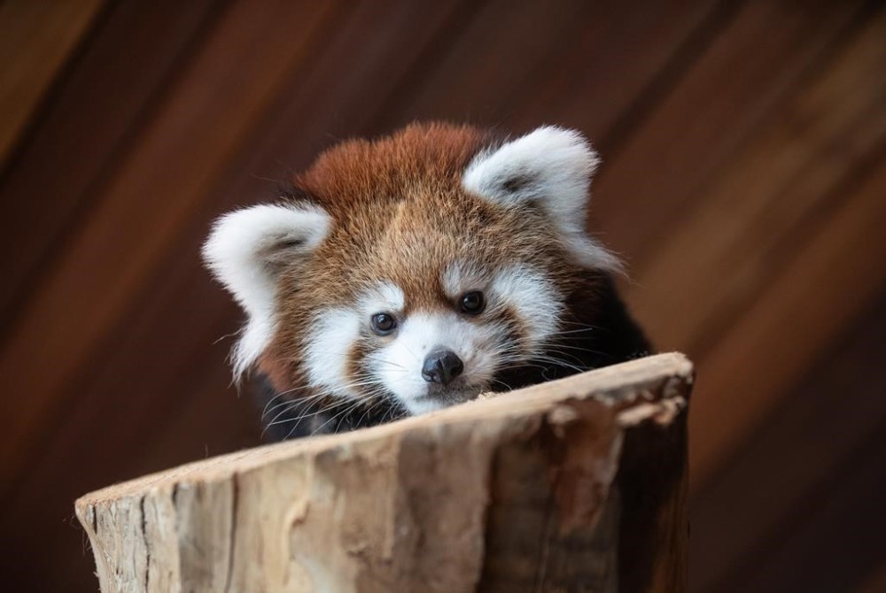 A four-month-old red panda cub checks out its new surroundings at the zoo in Edmonton on Friday. Red pandas are an endangered species with only 2,500 remaining in Asian countries, such as India, Nepal and China. THE CANADIAN PRESS/Jason Franson