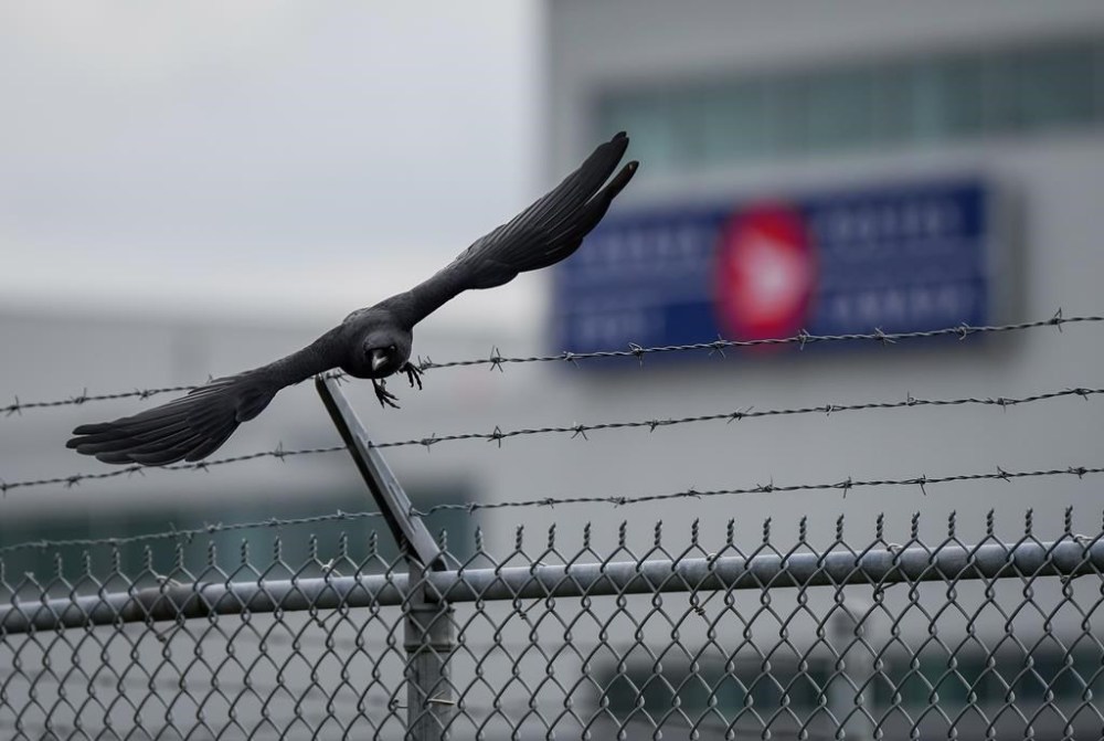 The Assembly of First Nations says the ongoing postal strike is delaying supplies of medicine and other necessities in rural and remote communities. A crow takes flight off a fence outside the Canada Post Pacific Processing Centre, in Richmond, B.C., on Wednesday, Nov.27, 2024.THE CANADIAN PRESS/Darryl Dyck