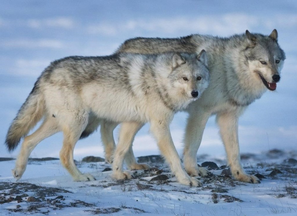A female wolf, left, and male wolf roam the tundra near the Meadowbank Gold Mine located in the Nunavut Territory of Canada on Wednesday, March 25, 2009. THE CANADIAN PRESS/Nathan Denette
