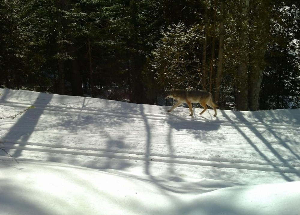 A wolf is seen in Mauricie National Park in a handout photo. Researchers are working to determine whether the eastern wolf can still be found in the park. THE CANADIAN PRESS/HO-La Mauricie National Park, Parks Canada **MANDATORY CREDIT**