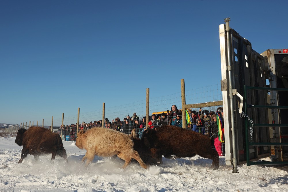 Eleven bison, including one white bison, explore their new enclosure in the river valley at Birdtail Sioux First Nation on Tuesday. The bison were gifted to Birdtail by Sioux Valley Dakota Nation. Many community members came out to celebrate the return of the bison, which have played a vital role in many First Nations’ history and culture. The return of bison to First Nations communities is one of many Indigenous-led endeavours to reclaim
their traditions and culture. (Tim Smith/The Brandon Sun)