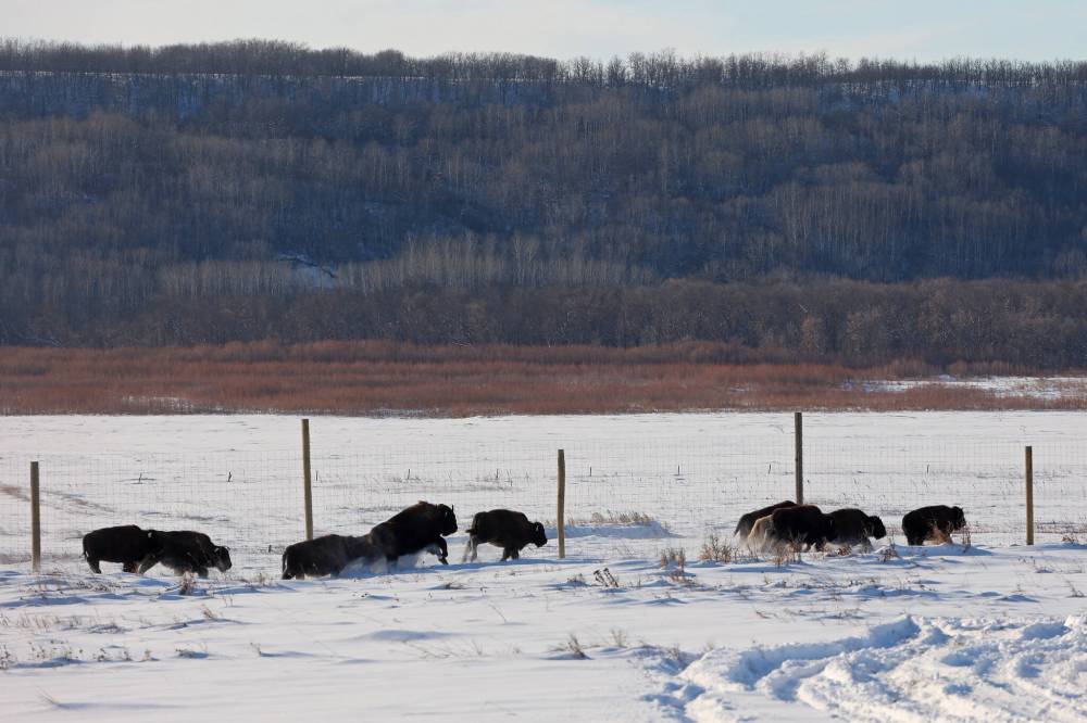 Eleven bison, including one white bison, explore their new enclosure in the river valley at Birdtail Sioux First Nation on Tuesday. The bison were gifted to Birdtail by Sioux Valley Dakota Nation. (Tim Smith/The Brandon Sun)
