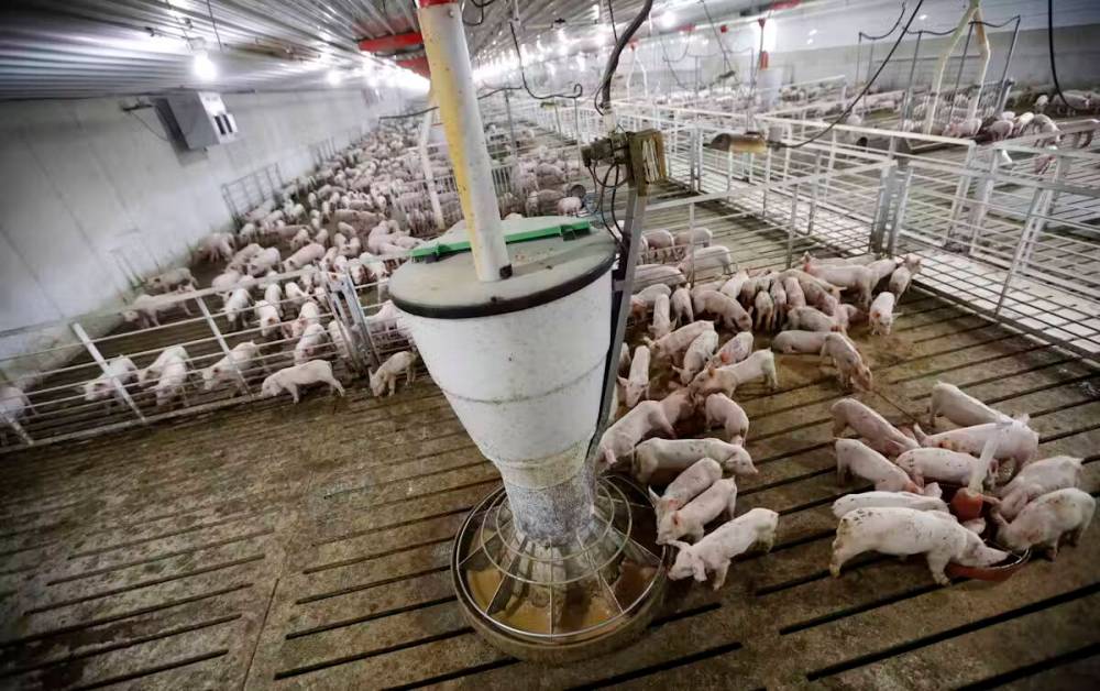 Pigs are fed in a pen on a farm, in Lawler, Iowa in October 2018. (The Associated Press)