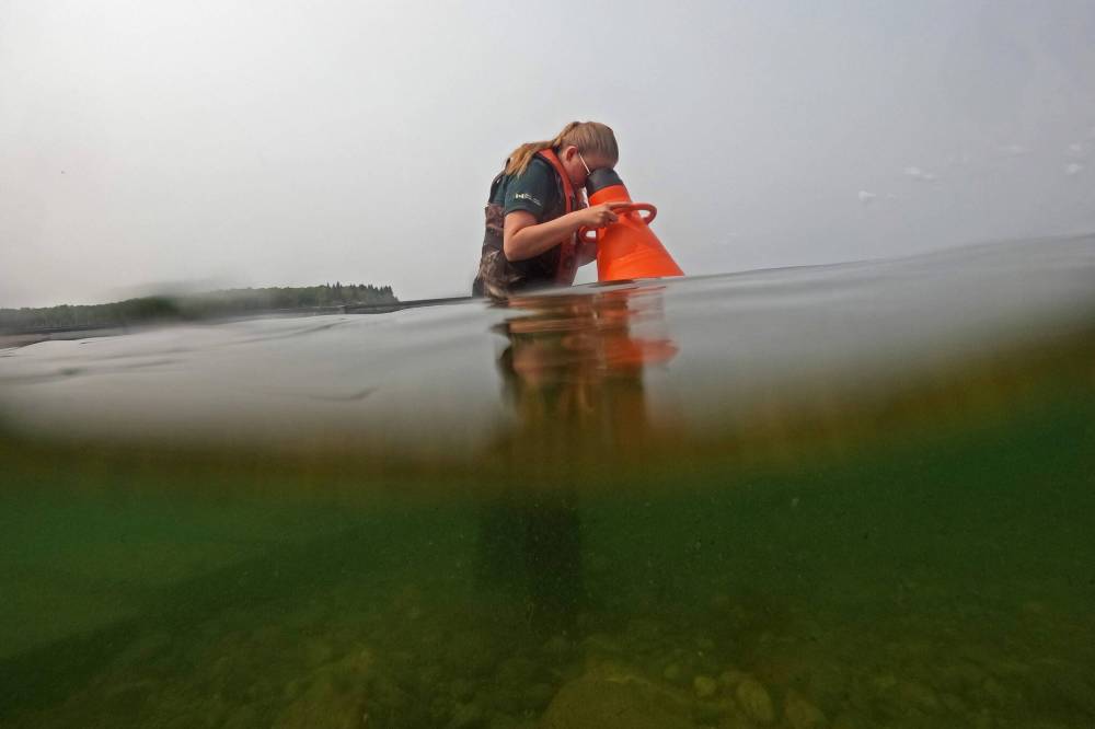 A Parks Canada employee conducts visual inspections for signs of zebra mussels near the Clear Lake boat cove in Riding Mountain National Park. (Tim Smith/The Brandon Sun file)