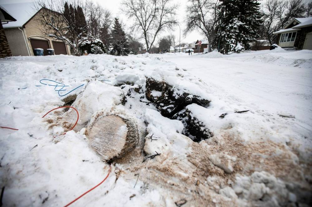The stumps where trees had to be taken down after being damaged while snow clearing on Hennessey Drive — also known as Polar Bear Lane — in Winnipeg on Thursday. (Mikaela MacKenzie/Winnipeg Free Press)
The stumps where trees had to be taken down after being damaged while snow clearing on Hennessey Drive — also known as Polar Bear Lane — in Winnipeg on Thursday. (Mikaela MacKenzie/Winnipeg Free Press)