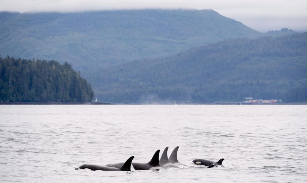 Orcas play in Chatham Sound near Prince Rupert, B.C., Friday, June, 22, 2018. THE CANADIAN PRESS Jonathan Hayward