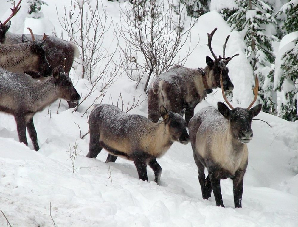 This photo provided by the British Columbia Forest Service shows part of the Southern Selkirk caribou herd moving north through the Selkirk Mountains near the Canada-U.S. border in November 2005. THE CANADIAN PRESS/HO, AP, British Columbia Forest Service, Garry Beaudry