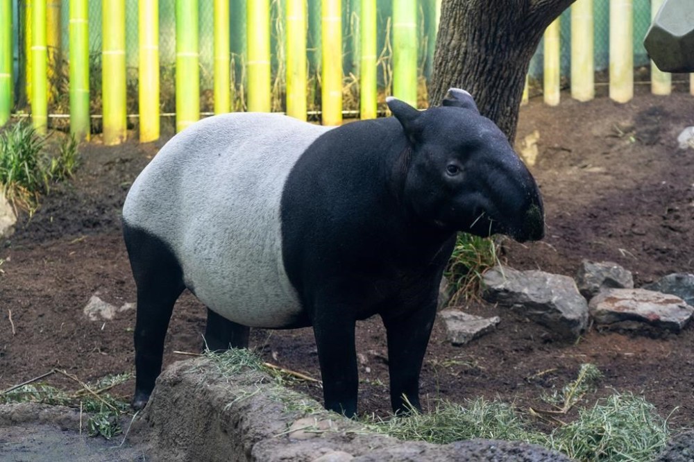 A female Malayan tapir named Sempurna is seen at the Calgary zoo, in Calgary, in a Jan. 9 handout photo. THE CANADIAN PRESS/HO-The Wilder Institute/Calgary Zoo, *MANDATORY CREDIT*