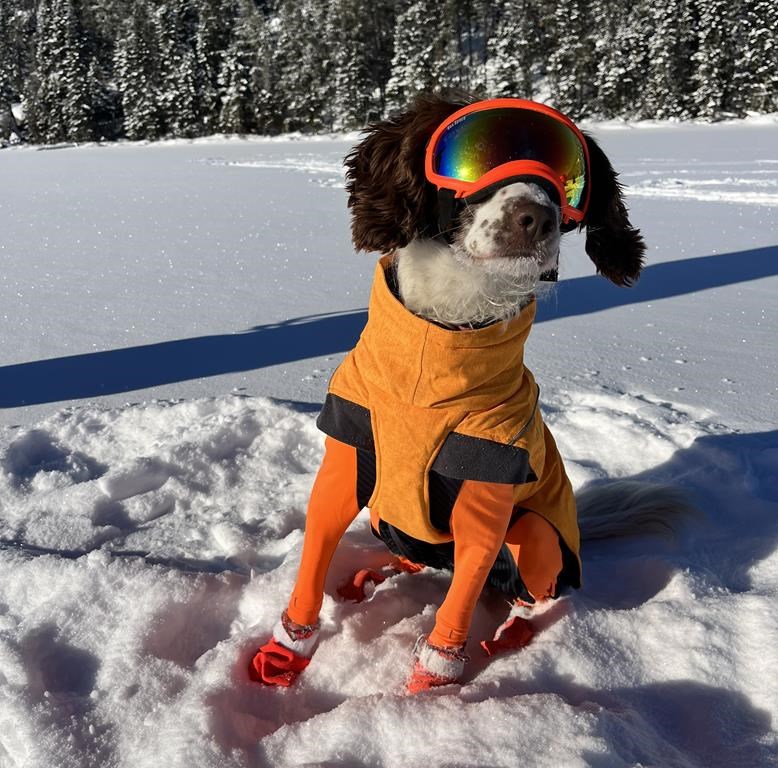 Oil spill-sniffing dog Poppy, a springer spaniel, is shown in a handout photo. THE CANADIAN PRESS/HO-Vince Palace **MANDATORY CREDIT**