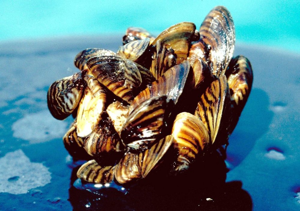 A group of zebra mussels is shown in an undated handout photo. (The Canadian Press files)