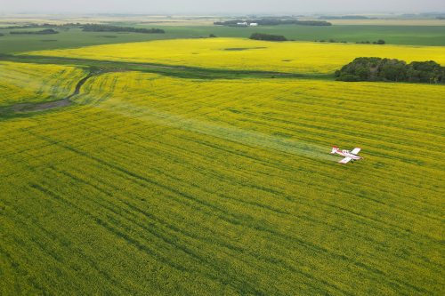 John Lepp with Rivers Air Spray applies fungicide to a crop of canola near Bradwardine from his Air Tractor AT-802F. (Tim Smith/The Brandon Sun Files)