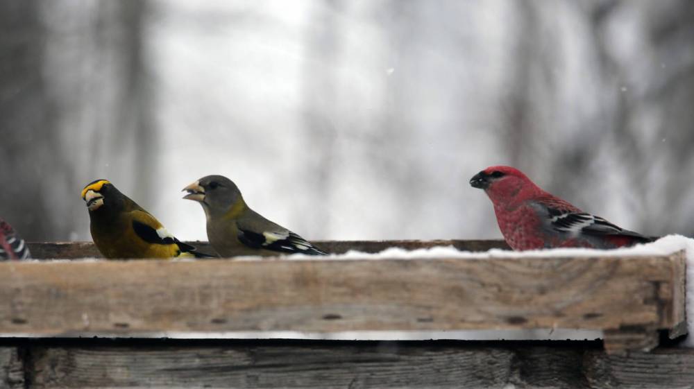 Evening grosbeaks and a Pine grosbeak hang out in an Onanole feeder during the Christmas Bird Count. (Connor McDowell/Brandon Sun)