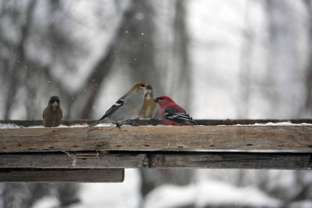 A female Evening grosbeak is seen grouped with a male Pine grosbeak (red) at a feeder in Onanole. The birds showed up on Dec. 17 and during the Christmas Bird Count and were tallied by Ken Kingdon, who put the food out for them. (Connor McDowell/Brandon Sun)