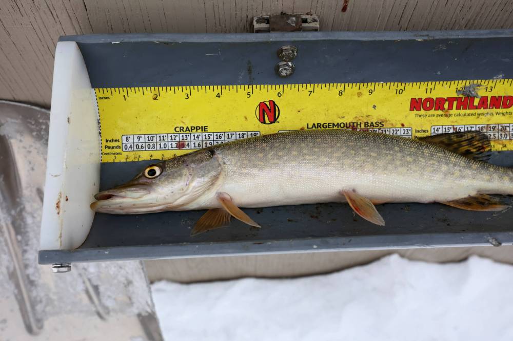 Ray Morgan measures a freshly caught Northern Pike before releasing it back into Minnedosa Lake while ice fishing with friends Val and Bryan McFarlane. They had caught three fish by midday on Thursday.