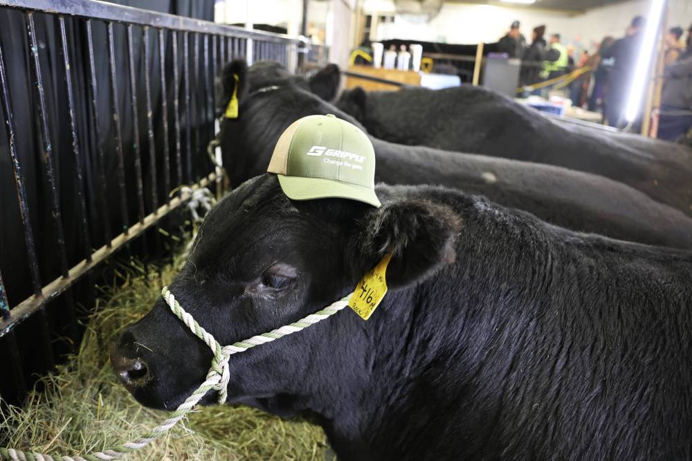 Dwayne (The Rock) Johnson — a black angus bull — sports a hat at the KCH Cattle Company booth in the bull congress during Manitoba Ag Days at the Keystone Centre on Wednesday. (Photos by Tim Smith/The Brandon Sun)
