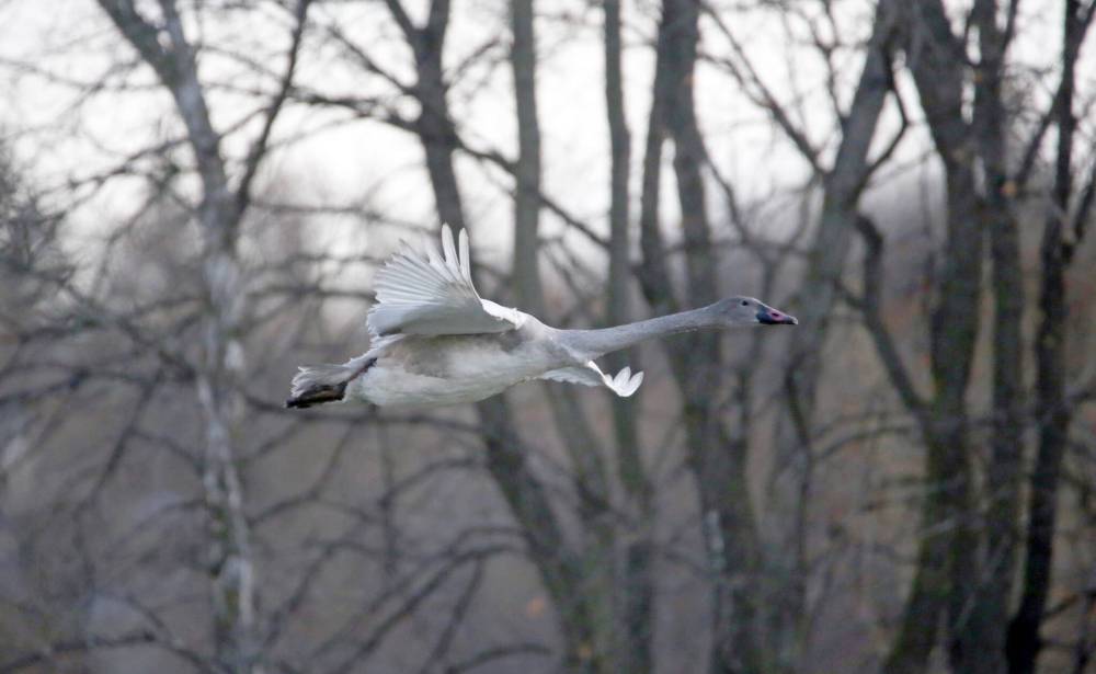 A trumpeter swan takes to the air from the Assiniboine River in Brandon. The recovery of the trumpeter swan population is a conservation success story. The Assiniboine West Watershed District has received provincial funding in the past to conserve wetlands by focusing on improving water quality and building flood and drought resiliency. The wetlands in and around the Riding Mountain National Park are an important habitat for the trumpeter swan. (The Brandon Sun files)