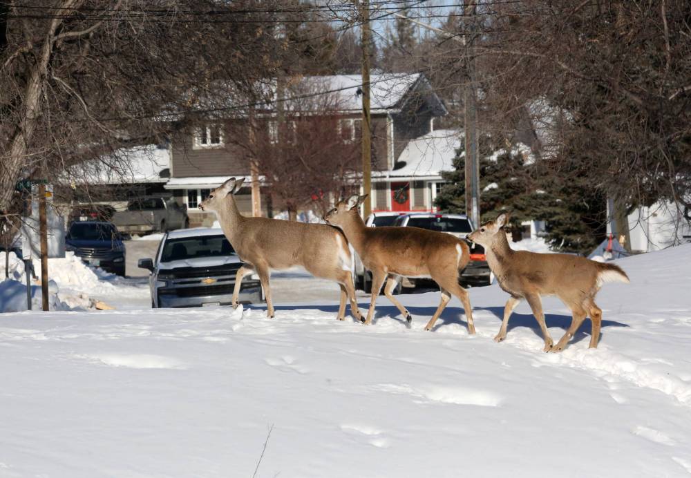 Three young deer follow a doe (out of frame) in the town of Souris on Tuesday afternoon.